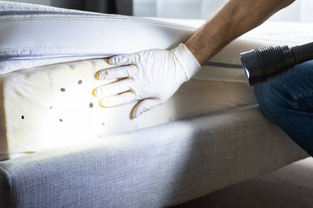 Professional Pest Control in Friona, TX