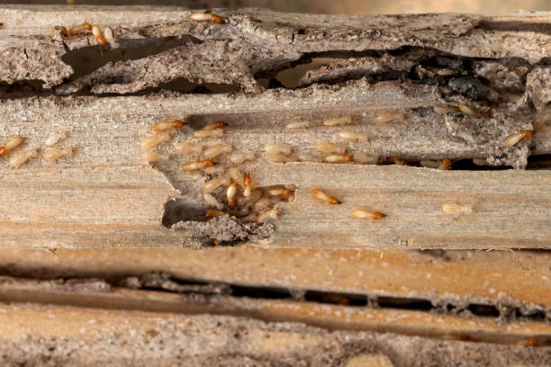 Best Bed Bug Extermination  in Friona, TX