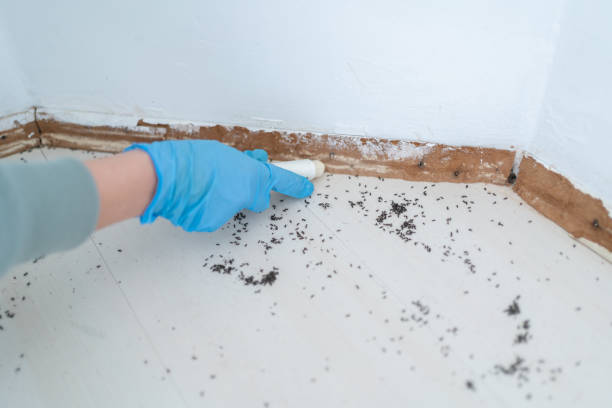 Best Flea Control Services  in Friona, TX