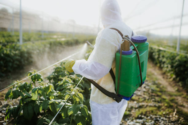 Best Termite Control Services  in Friona, TX